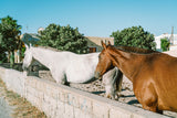 Basking Horses, II